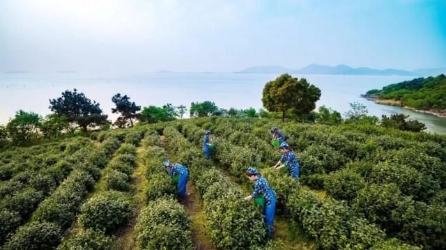 碧螺春属于什么茶？带你了解碧螺春的特点与分类